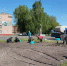 Спиреи и физостегия распустятся в Новозыбковском округе - Газета Маяк