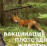 В лесах Новозыбковского городского округа вакцинировали диких животных - Газета Маяк